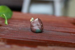 《蓮蓬噴水青蛙》宜興紫砂壺手工茶壺茶具紫泥 《蓮蓬噴水青蛙》宜興紫砂壺手工茶壺茶具紫泥